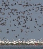 Migratory Bird In Chilika Lagoon Witnesses Marginal Increase