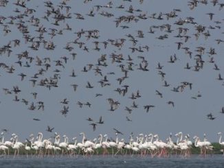 Migratory Bird In Chilika Lagoon Witnesses Marginal Increase