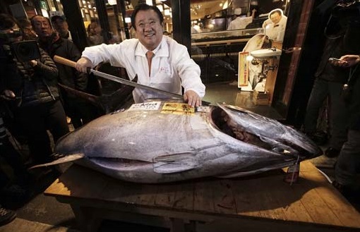 Single Bluefin Tuna sold for $ 37,500 in Tokyo