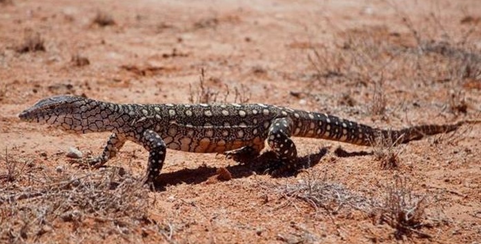 World's smallest goanna lizard found in Australia