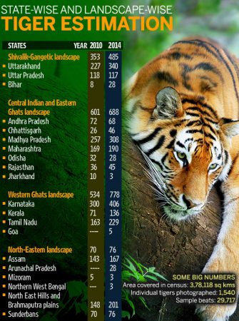 Inaccurate estimation behind India's increased Tiger Count