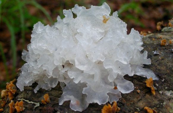 The White Fungus