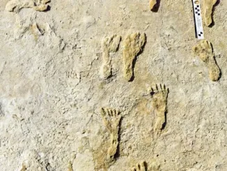 oldest-footprints