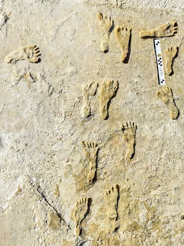 Pics: Oldest Human Footprints Found In North America