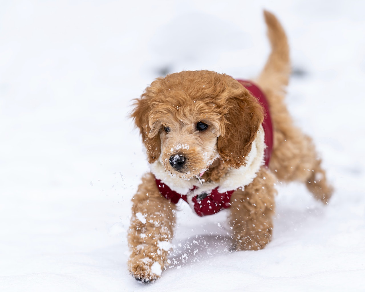 Tails Communicator Dogs’ Tails Are a Communication Tool To Understand them