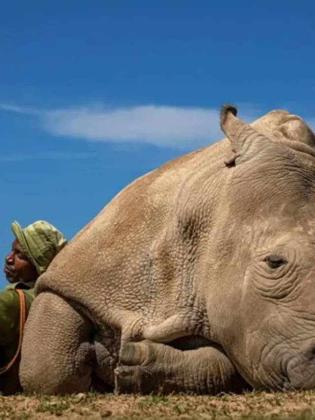 Photos of Last Northern White Rhino Wins Travel Photographer of  2022