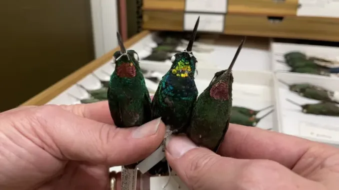 Peru's Cordillera Azul Park: Home to Stunning Gold-Throated Hummingbird!
