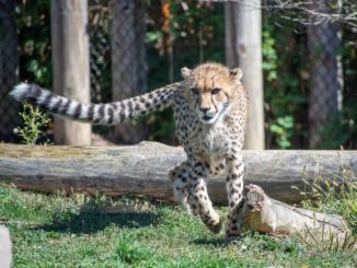 Another Cheetah Dies At Kuno National Park Within A Month Of The First Loss