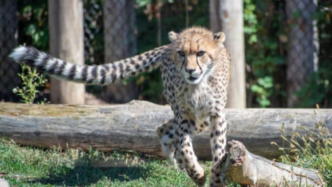 Another Cheetah Dies At Kuno National Park Within A Month Of The First Loss