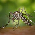 Mosquitoes Are More Likely to Bite People with Certain Body Odors, Study Finds