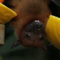 Bats hold the key to a protein that can slow aging and fight diseases