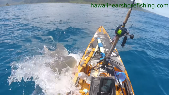 Giant shark rams kayak off Oahu, angler fights back
