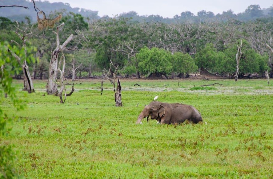 Yala National park