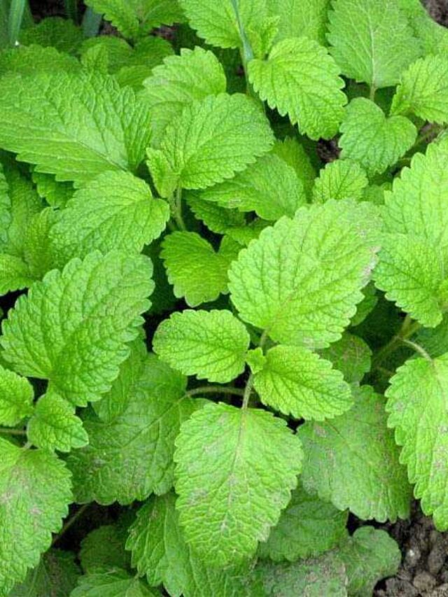 6 Herbs that help you to recover fast from Thyroid