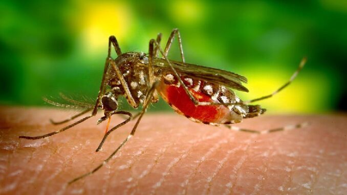 Bangladesh Reports Highest Dengue Hospitalizations in a Day, Urges Public to Stay Safe