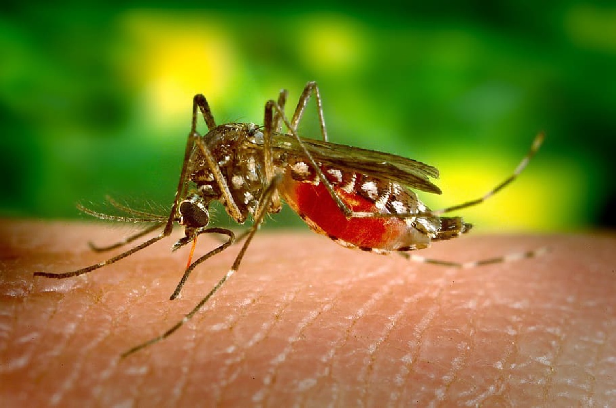 Bangladesh Reports Highest Dengue Hospitalizations in a Day, Urges Public to Stay Safe - Vimarsana News