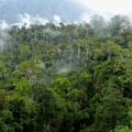 Hot Leaves in Tropical Forests Could Cause Big Problems, Study Finds