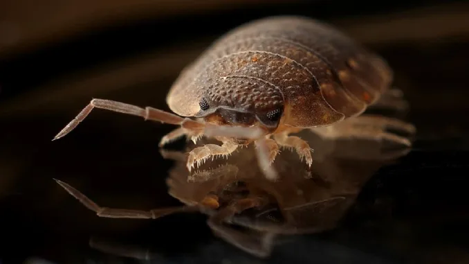 France Suffering From Bed Bugs Ahead of 2024 Paris Olympics
