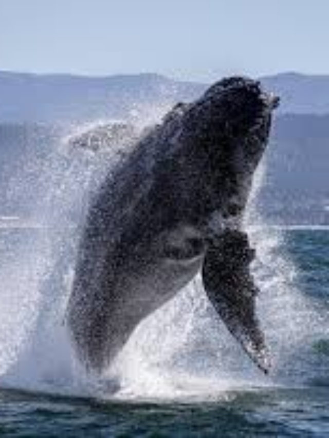 Photos: Incredible footage captures a whale breaching from Monterey Bay!