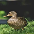 France Starts The Vaccination Of Millions of Ducks