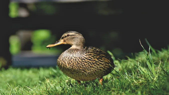France Starts The Vaccination Of Millions of Ducks