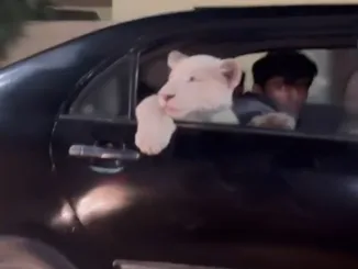 Viral Video of Lion Cub in Car Raises Concerns About Exploitation