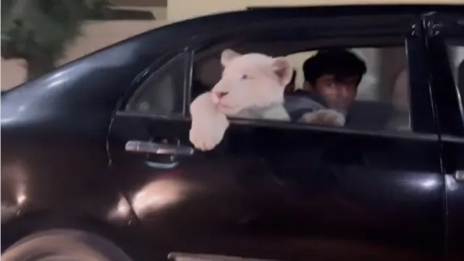 Viral Video of Lion Cub in Car Raises Concerns About Exploitation