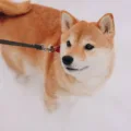 The Rise Of Shiba Inu: Why It Outperformed Ethereum, Cardano, And XRP In The Crypto Market