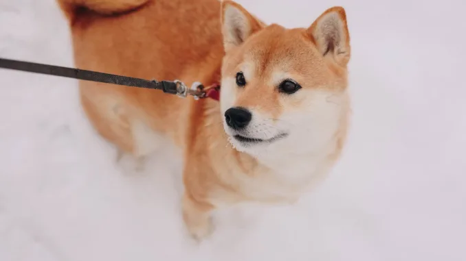The Rise Of Shiba Inu: Why It Outperformed Ethereum, Cardano, And XRP In The Crypto Market