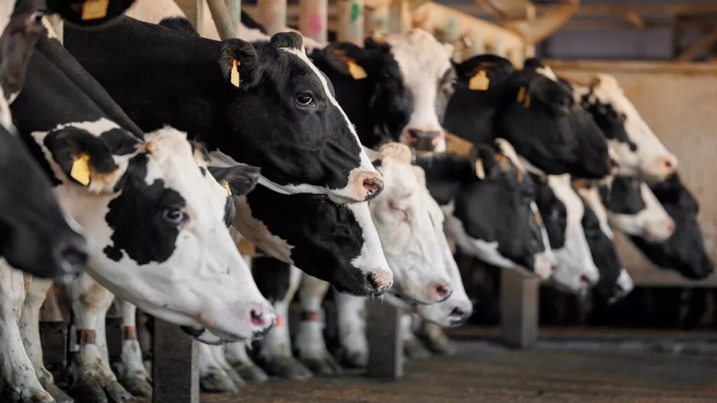 Mysterious virus infecting dairy cows in Texas and Kansas!