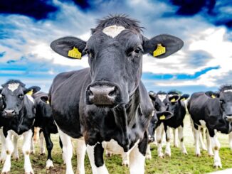 Mysterious virus infecting dairy cows in Texas and Kansas!