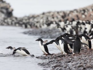 Thousands of dead penguins discovered in Antarctica; hints at H5N1 infection!