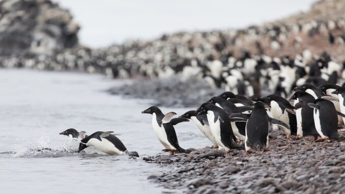 Thousands of dead penguins discovered in Antarctica; hints at H5N1 infection!
