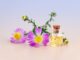 Purple Petal Flowers With Clear Glass Bottle With Cork in White Background